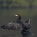 Баклан великий