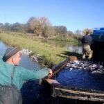 Зариблення Северинівського ставка