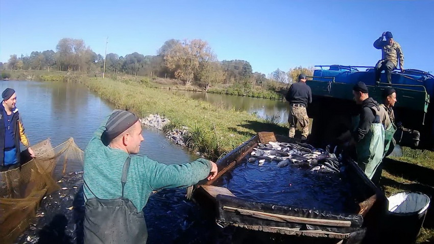 Зариблення Северинівського ставка