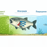 Коротко: у неарендних (інвазійних) умовах товстолобик строкатий не є надійним «очищувачем мікроводоростей» і може як не змінювати прозорість, так і погіршувати її через трофічні каскади та рециклізацію поживних речовин. Потенційні короткочасні чи локальні покращення можливі, але вимогливі до контексту (розмірний склад фітопланктону, наявність «укриттів» для великого зоопланктону, інтенсивність зарибнення, режим вилову тощо). 