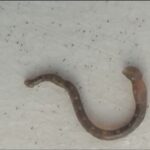 Риб’яча п’явка (Piscicola geometra)
