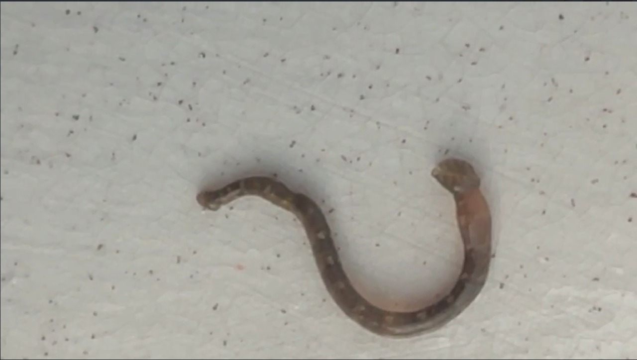 Риб’яча п’явка (Piscicola geometra)