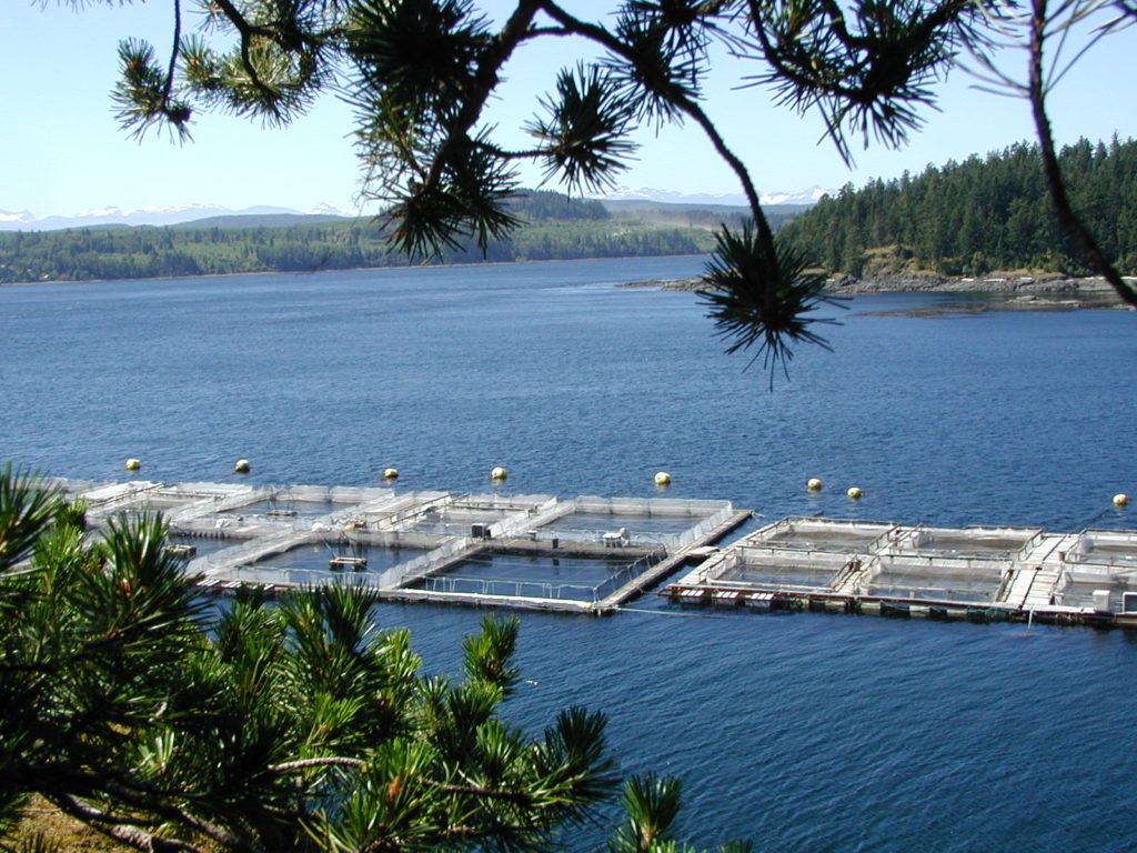 Сажалкова лінія